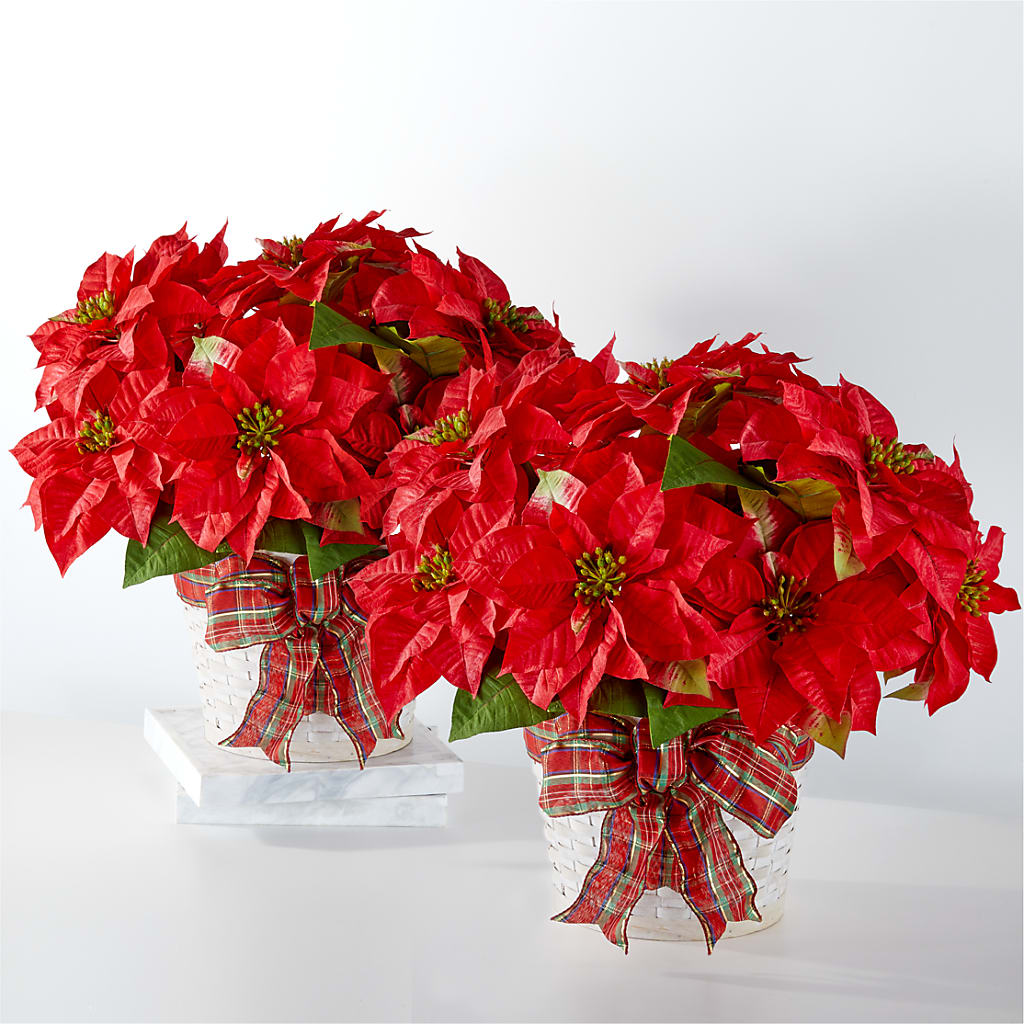 Happiest Holidays Poinsettia Bundle – La Petite Florist And Gifts, Brea CA