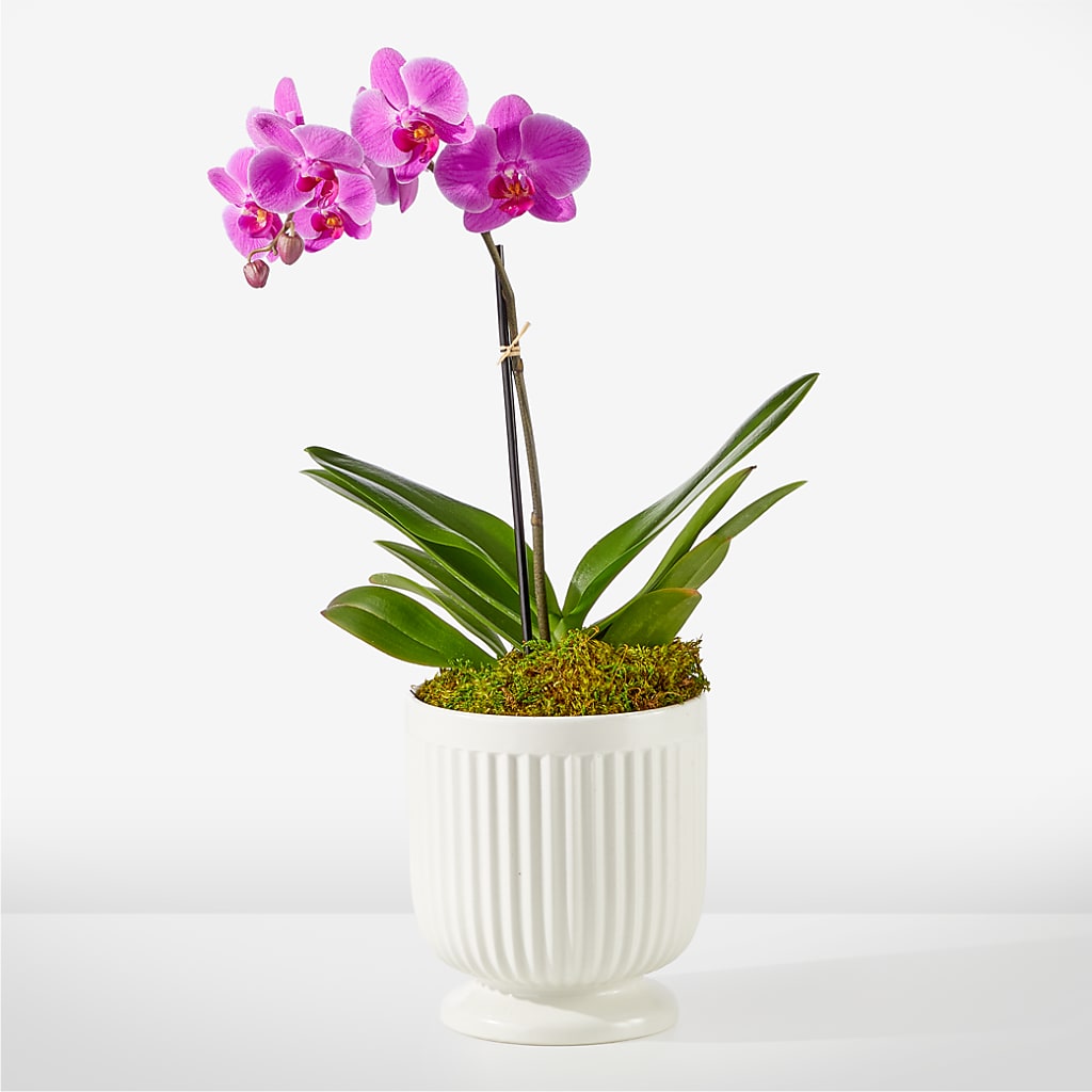 Friendly Fuchsia Orchid – La Petite Florist And Gifts, Brea CA