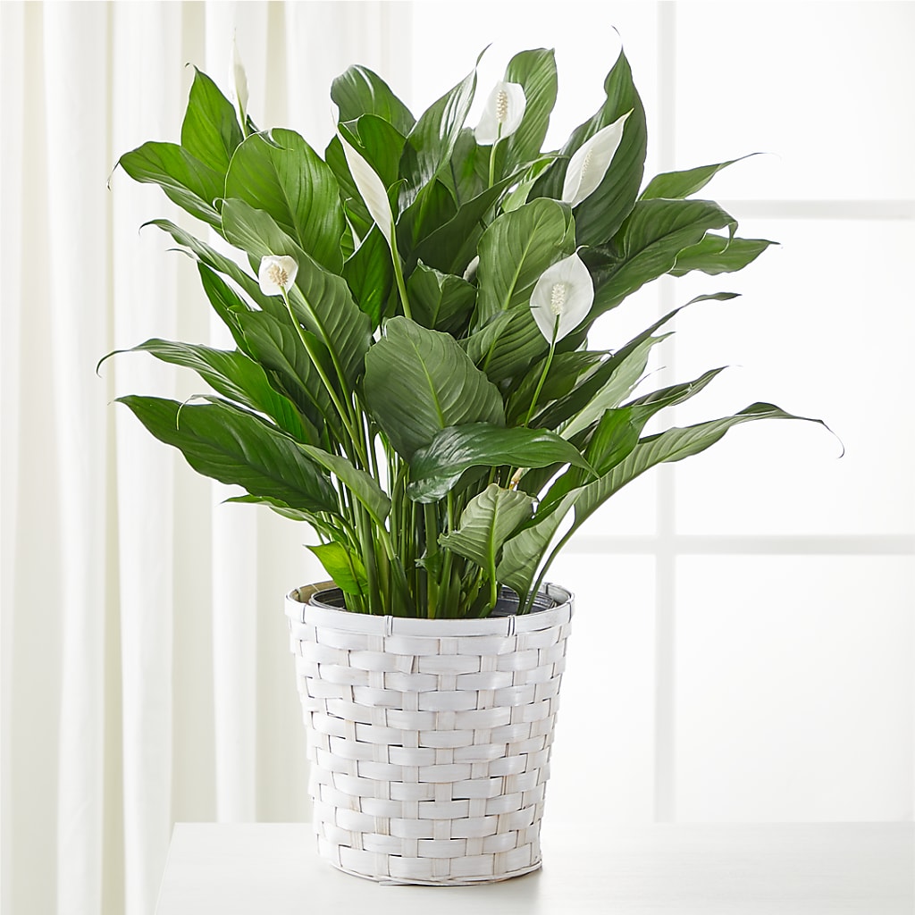 A New Leaf Peace Lily – La Petite Florist And Gifts, Brea CA