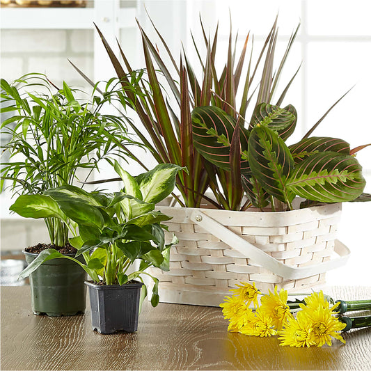 Florist Designed Blooming and Green Plants in a Basket –  La Petite Florist And Gifts, Brea CA