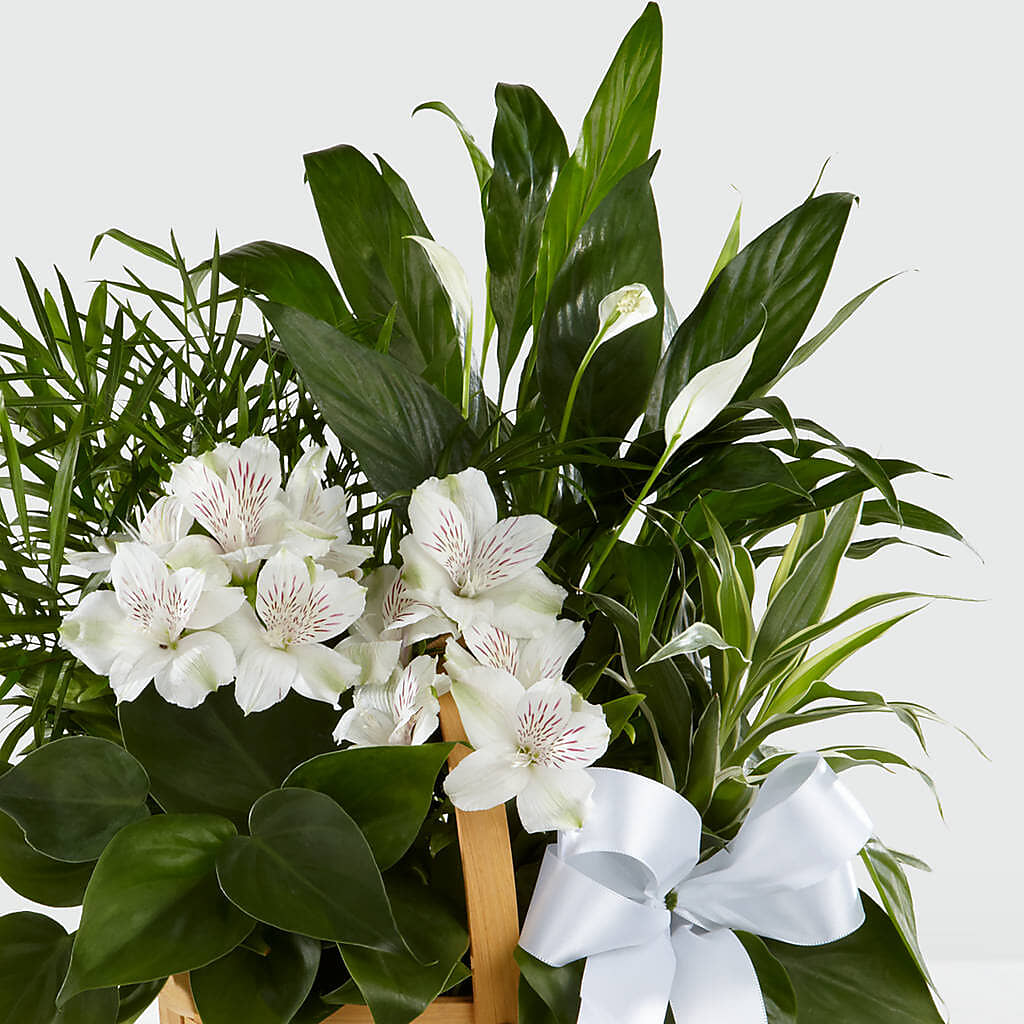 Peace & Serenity Dishgarden –  La Petite Florist And Gifts, Brea CA