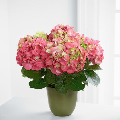 Pink Hydrangea Planter –  La Petite Florist And Gifts, Brea CA