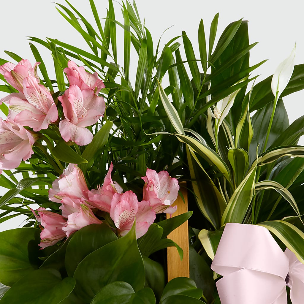 Living Spirit Dishgarden –  La Petite Florist And Gifts, Brea CA