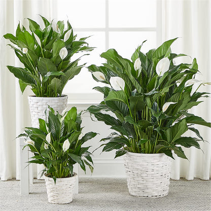 A New Leaf Peace Lily –  La Petite Florist And Gifts, Brea CA