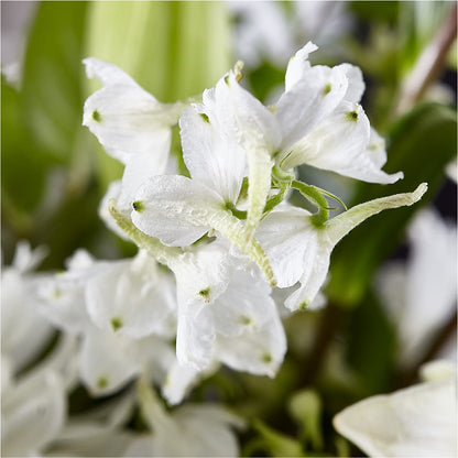 Classic Ivory – A Florist Original –  La Petite Florist And Gifts, Brea CA